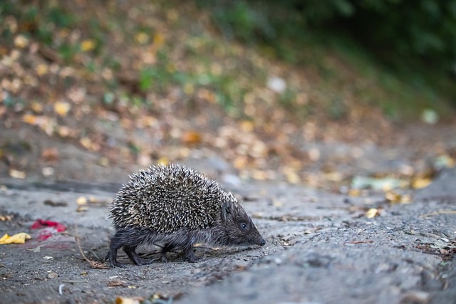 姆巴佩因为 姆巴佩因为